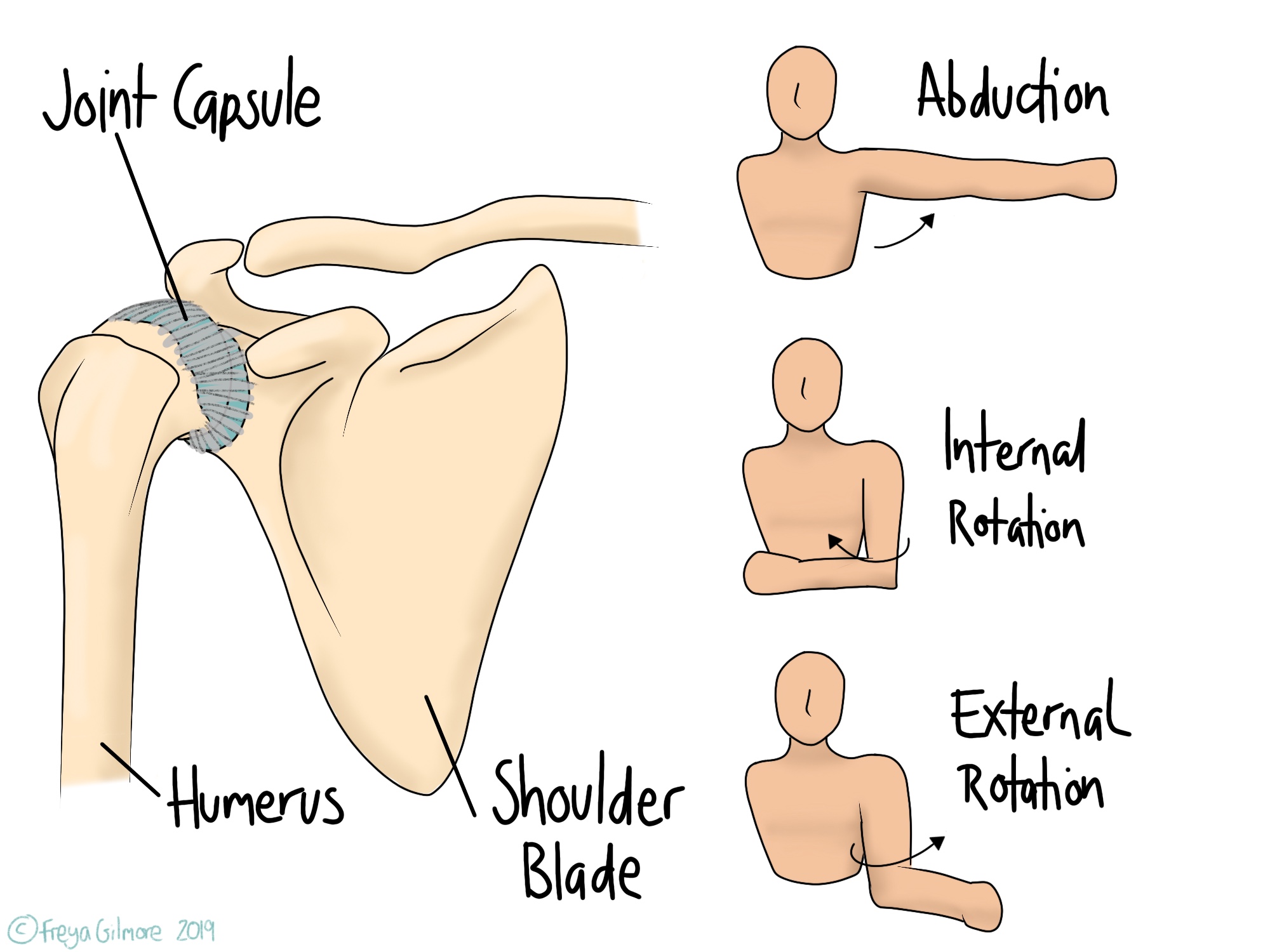 Frozen shoulder: anatomy and affected movements